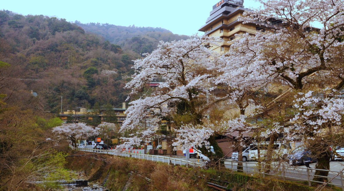 The cherry blossoms of Hakone Yumoto are in full bloom too!